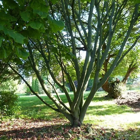 Frühstückspension La Maison Aux Fleurs *