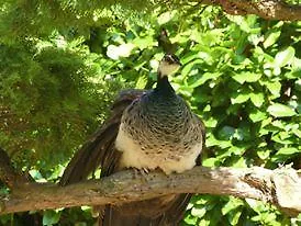 Frühstückspension La Maison Aux Fleurs